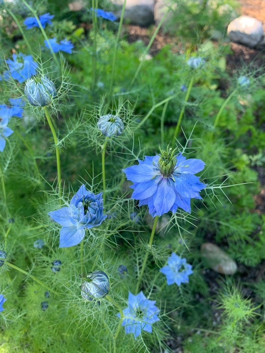 Nigella 'Miss Jekyll Blue' Seeds