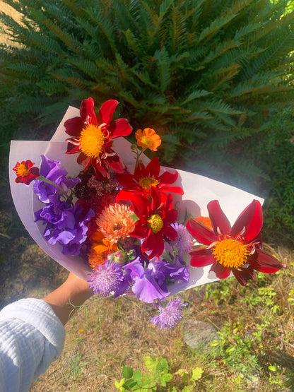 Dahlia 'Rainbow Open Form Mix' Seeds