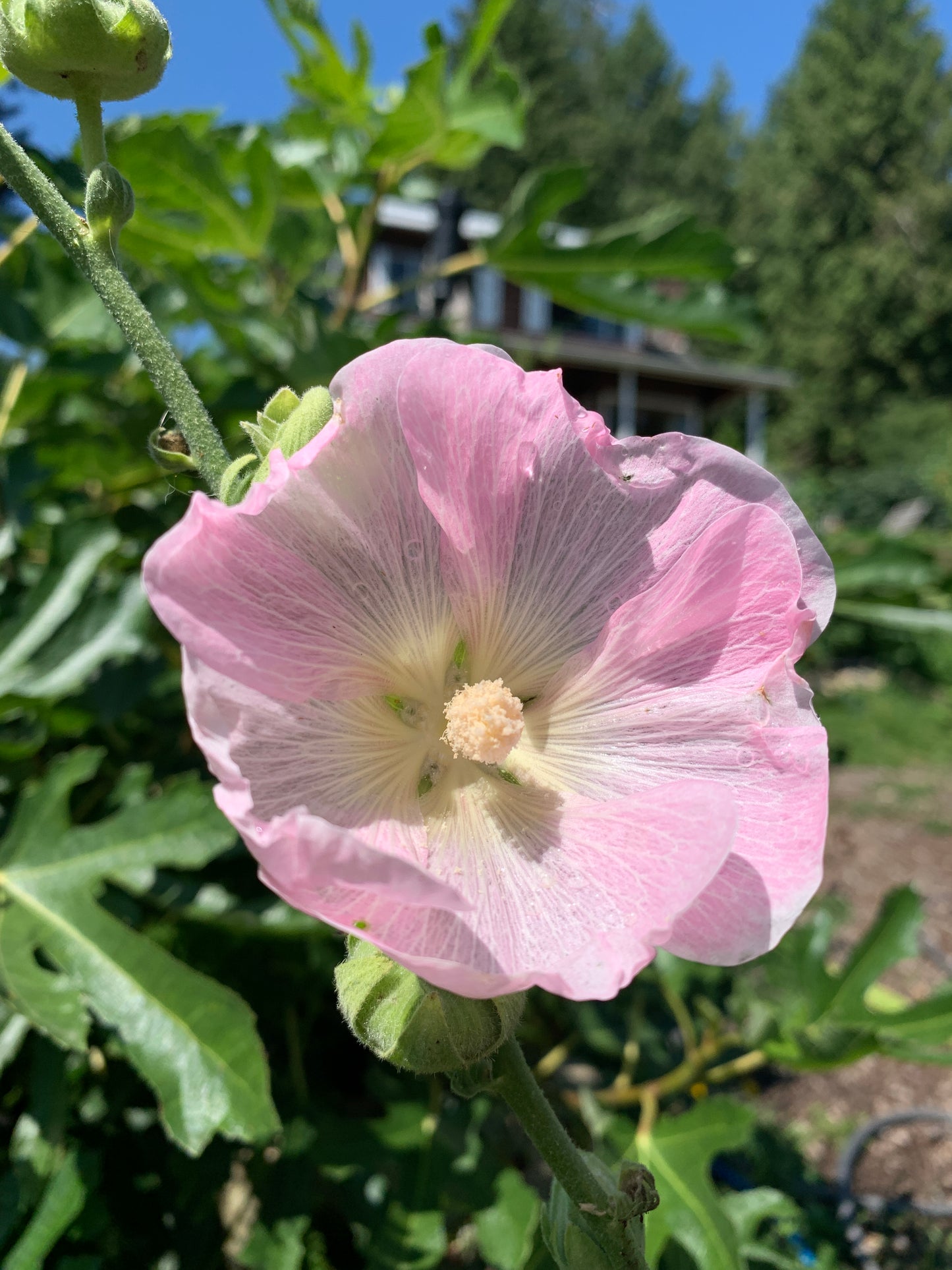 Hollyhock 'Blush & Pearl Mix' Seeds