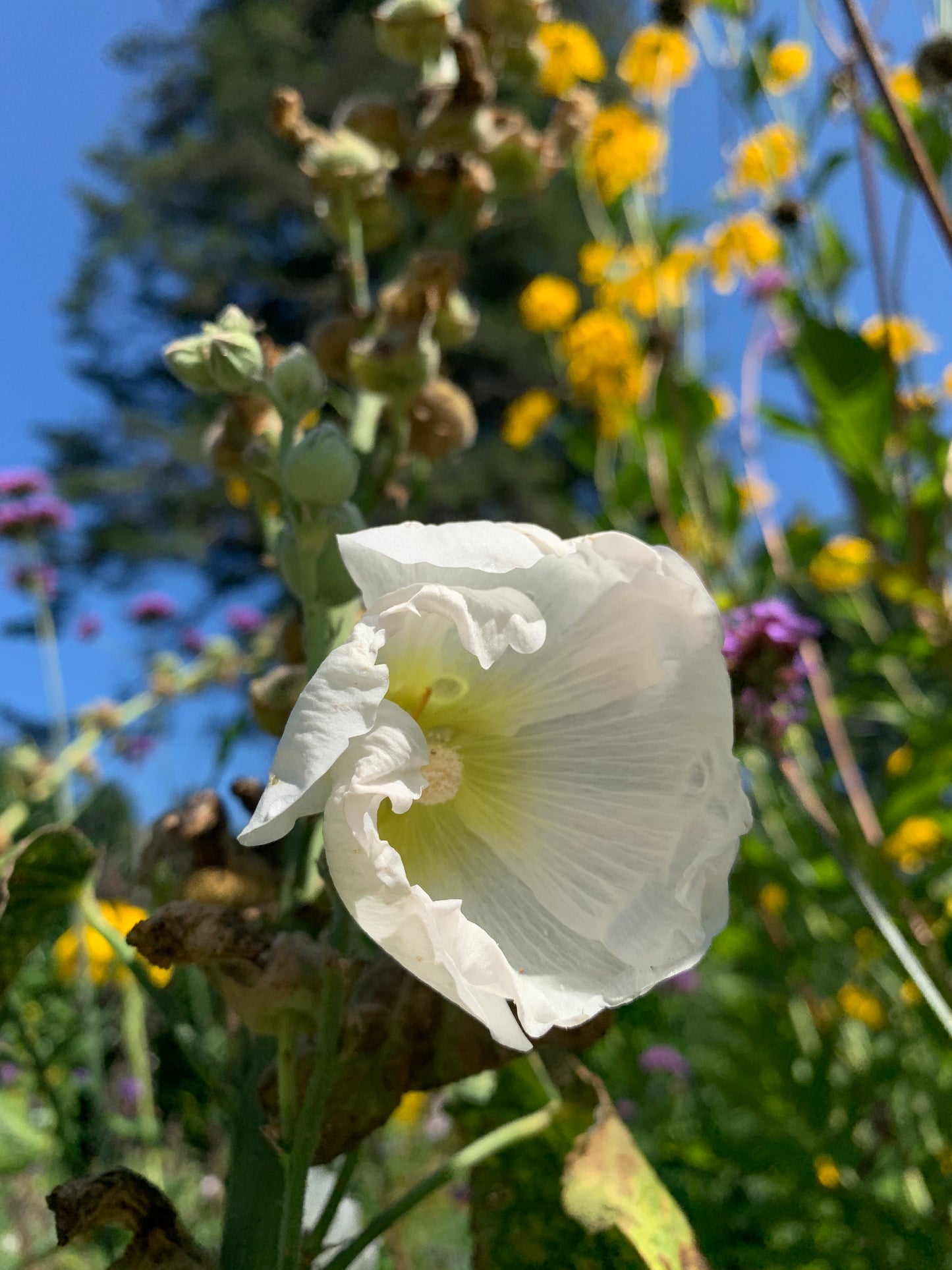 Hollyhock 'Blush & Pearl Mix' Seeds