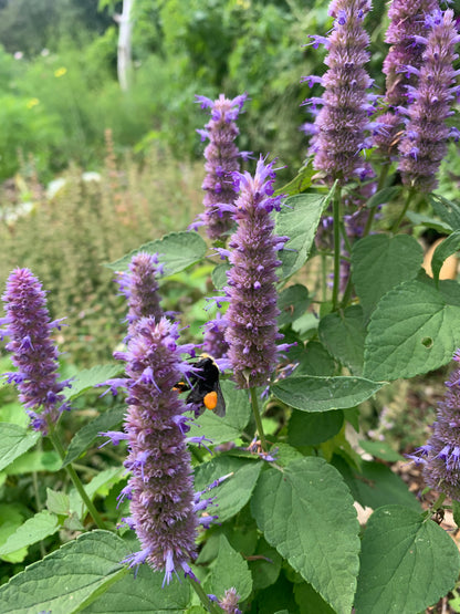 Anise Hyssop Seeds