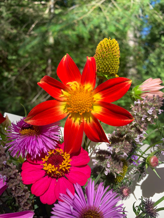 Dahlia 'Rustic Fire' Seeds