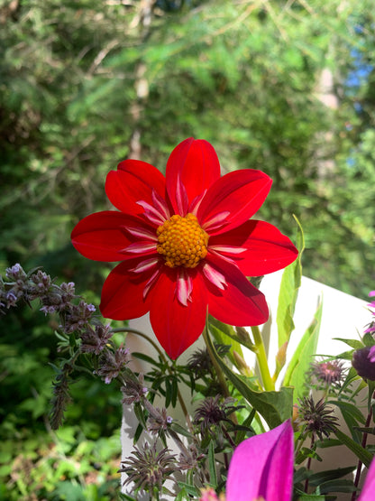 Dahlia 'Dallas Cowgirl' Seeds