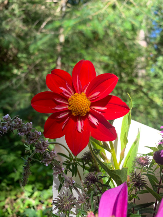 Dahlia 'Dallas Cowgirl' Seeds