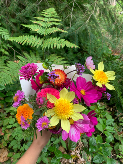 Dahlia 'Rainbow Open Form Mix' Seeds