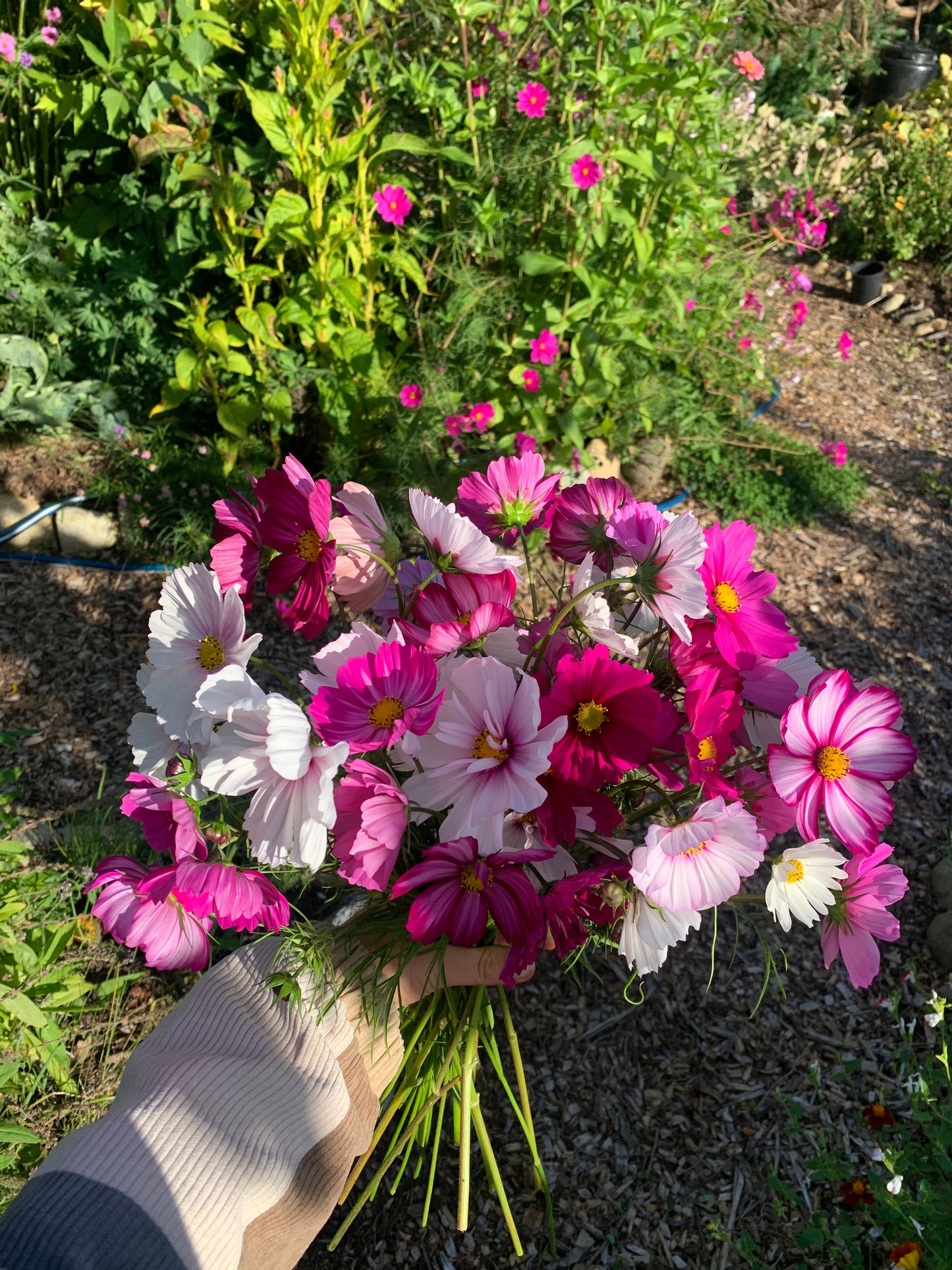 Cosmos 'Cherry Blossom Mix' Seeds