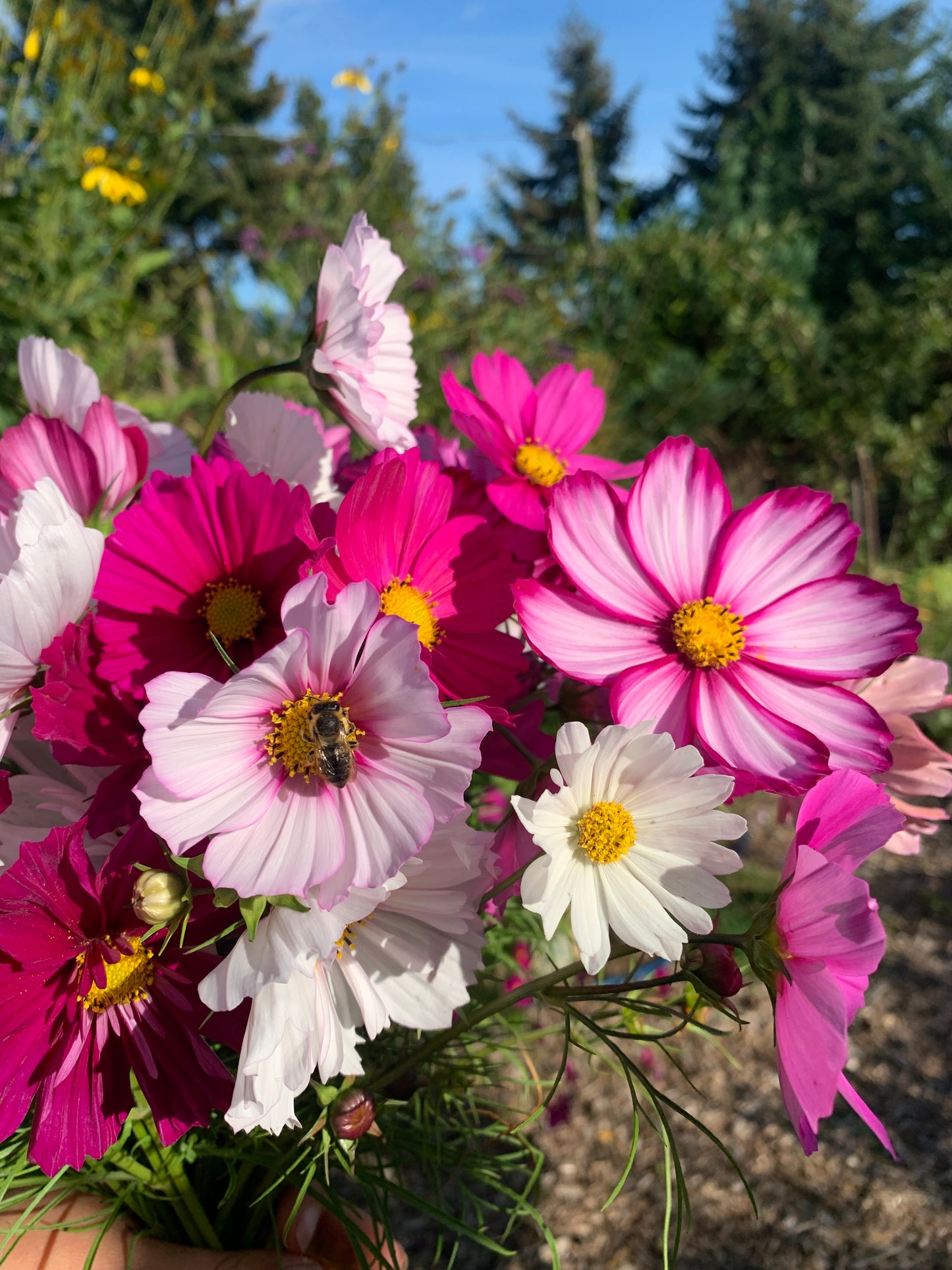 Cosmos 'Cherry Blossom Mix' Seeds