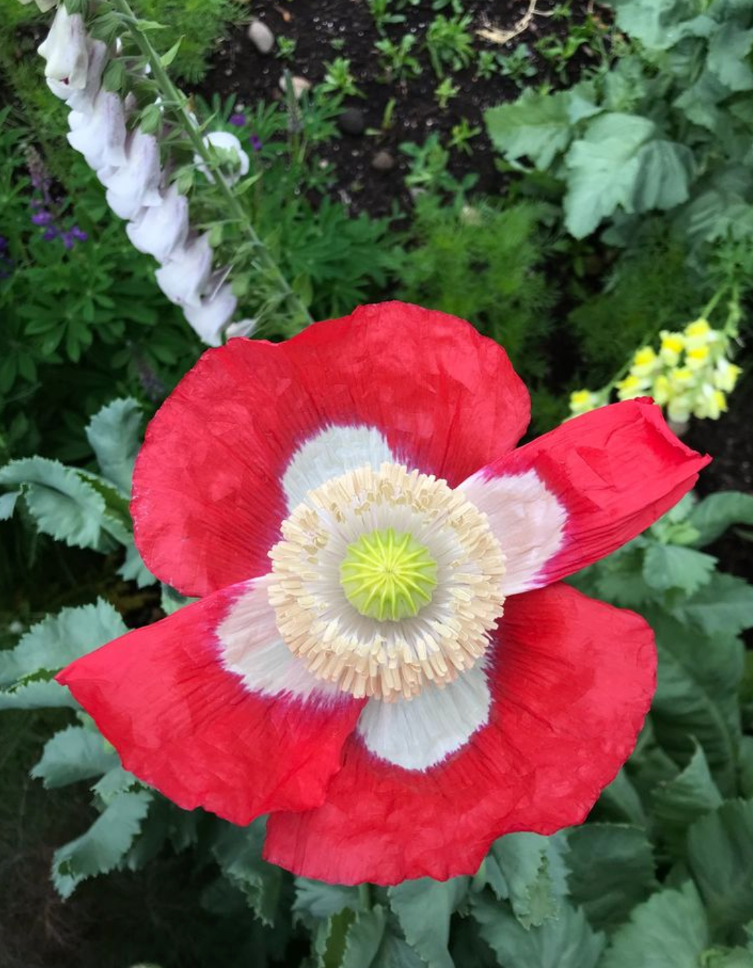 Poppy 'Danish Flag' Seeds