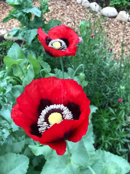 Poppy 'Wizard of Oz' Seeds