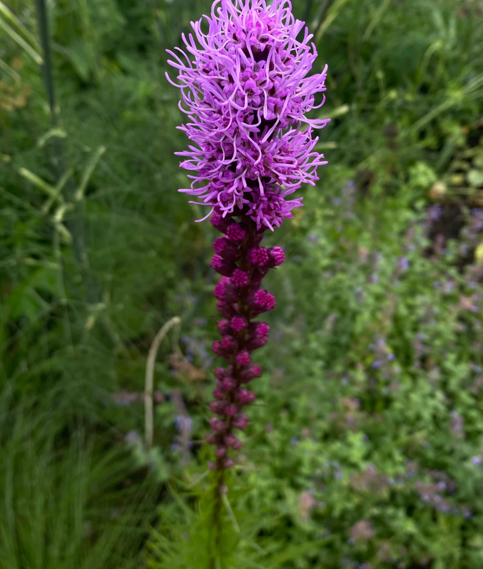 Blazing Star Seeds