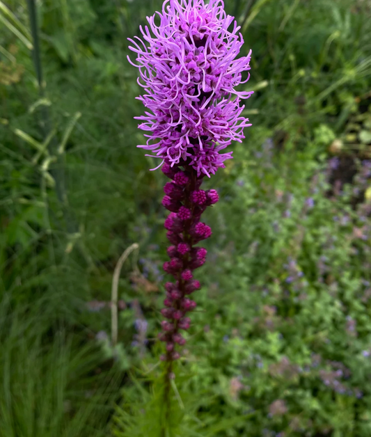 Blazing Star Seeds