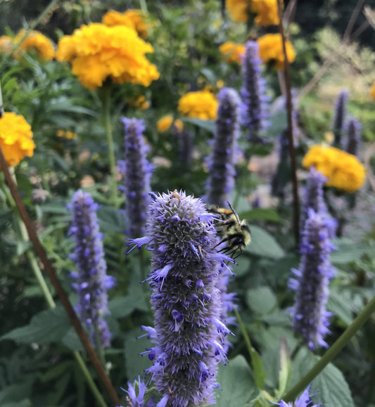 Anise Hyssop