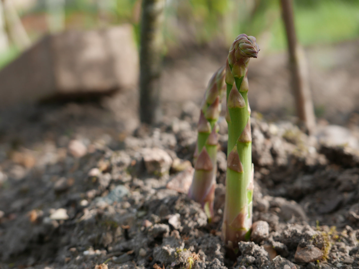 Asparagus ‘Jersey Knight’