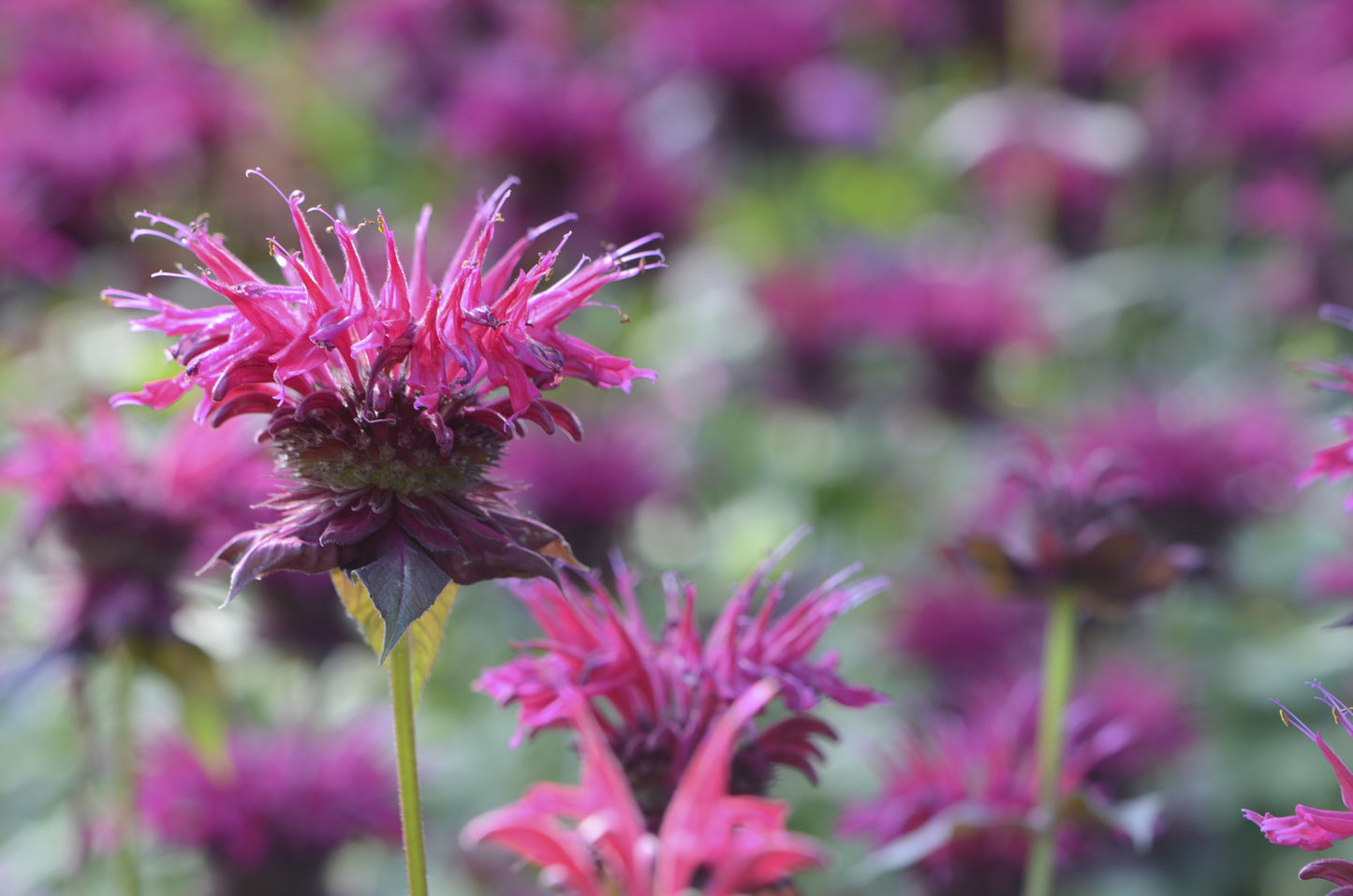 Bee Balm ‘Judith’s Fancy Fuchsia’