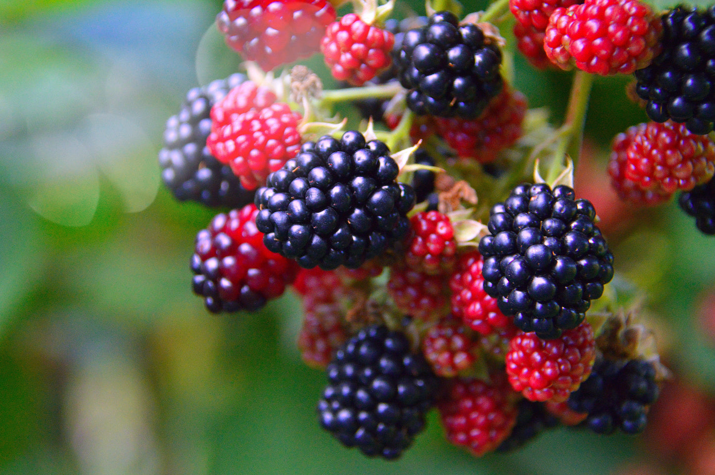 Blackberry ‘Black Satin’