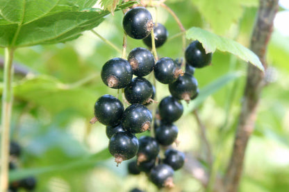 Currant Black