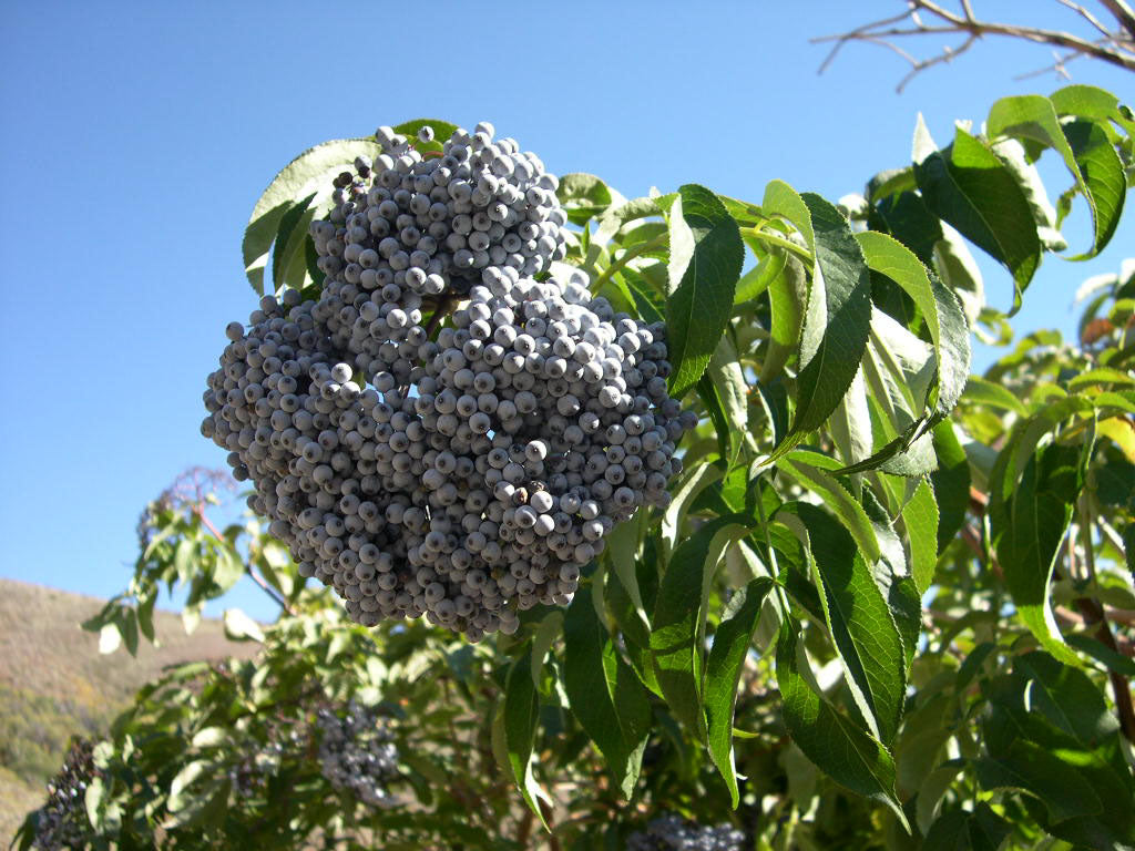 Elderberry Blue