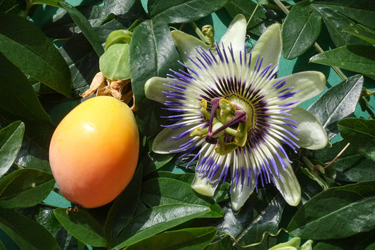 Blue Passion Flower (Maypop)