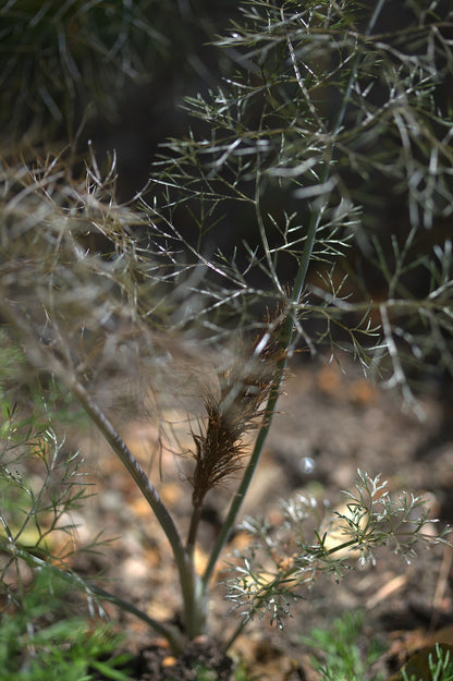 Bronze Fennel