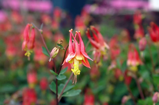 Columbine ‘Little Lanterns’