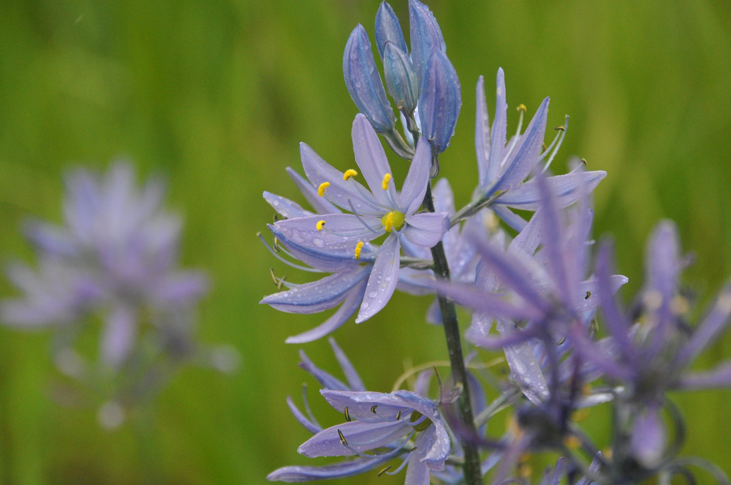 Common Camas