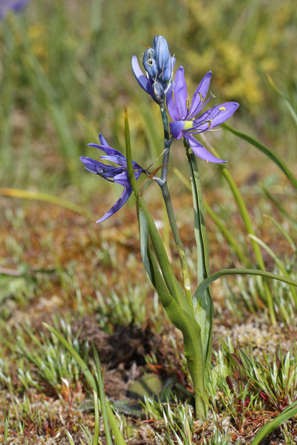 Common Camas