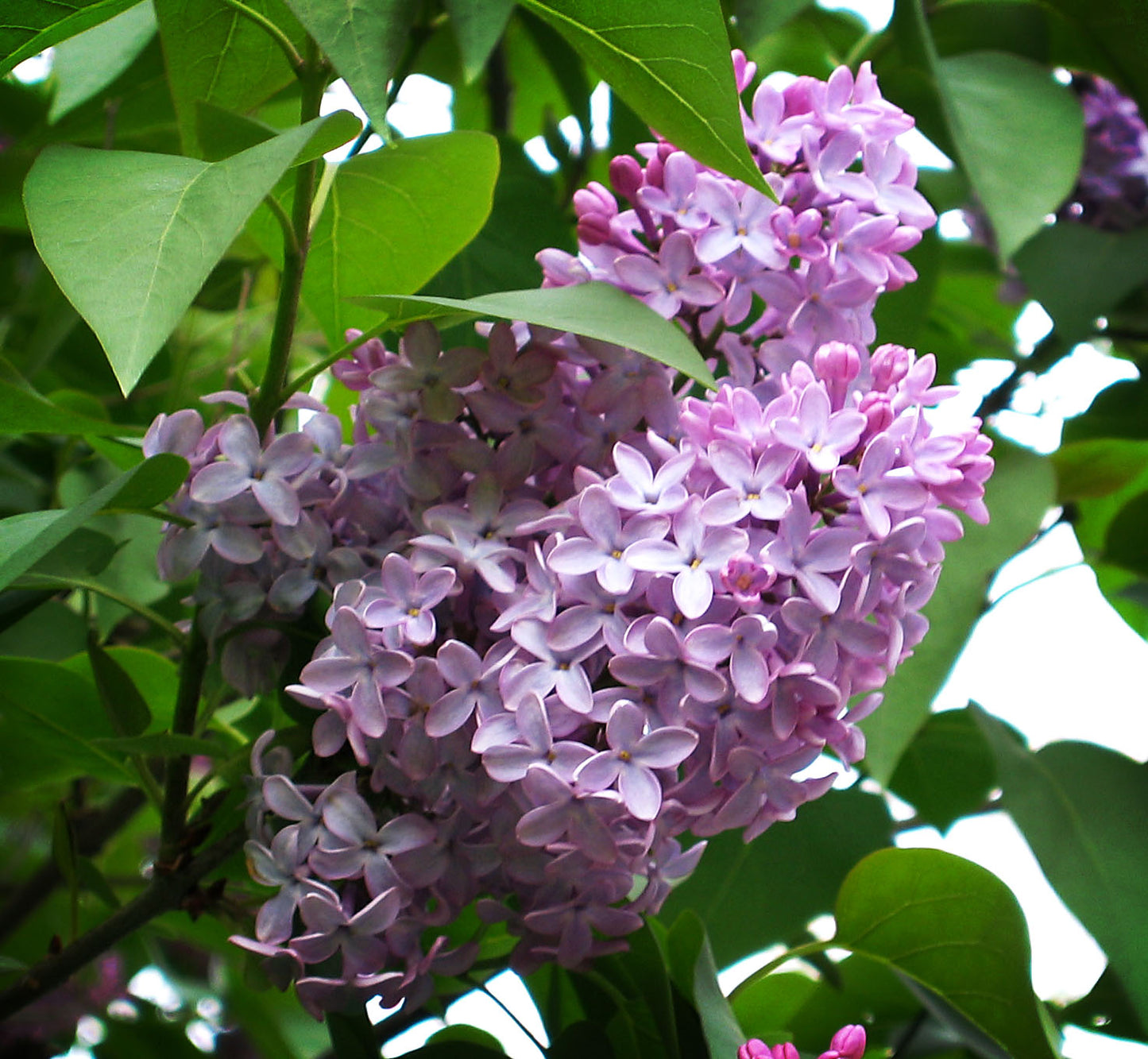 Common Lilac