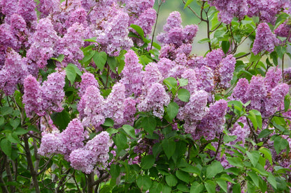 Common Lilac