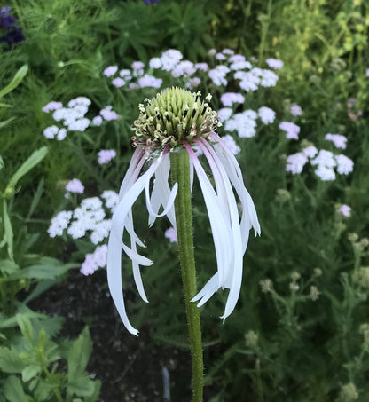 Coneflower ‘Hula Dancer’