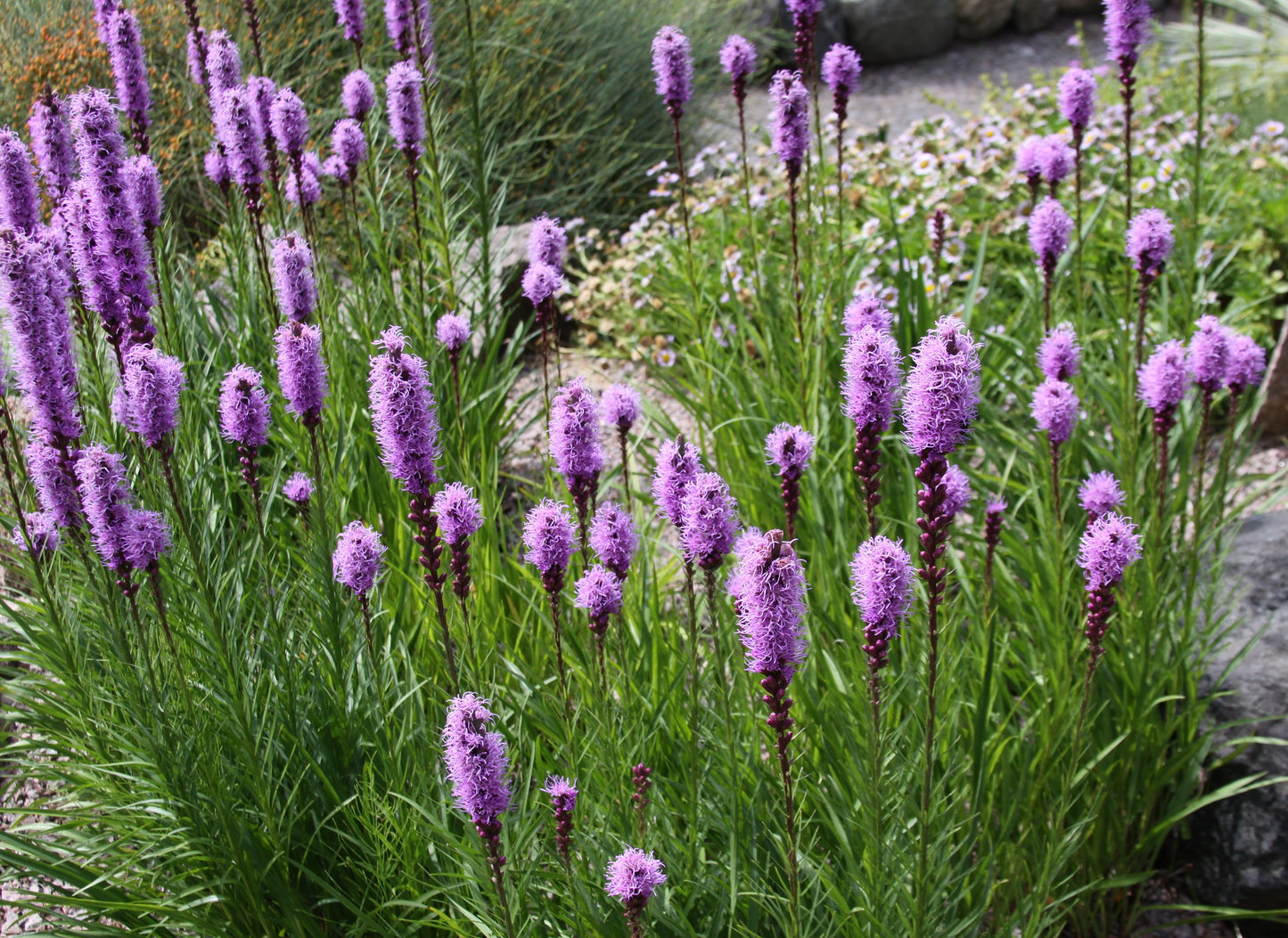 Dense Blazing Star