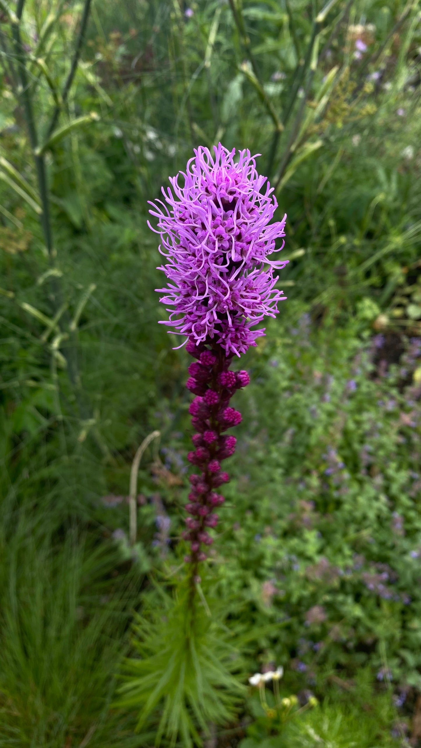 Dense Blazing Star