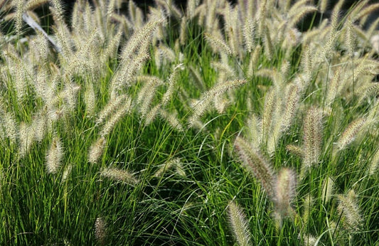 Fountain Grass ‘Hameln’