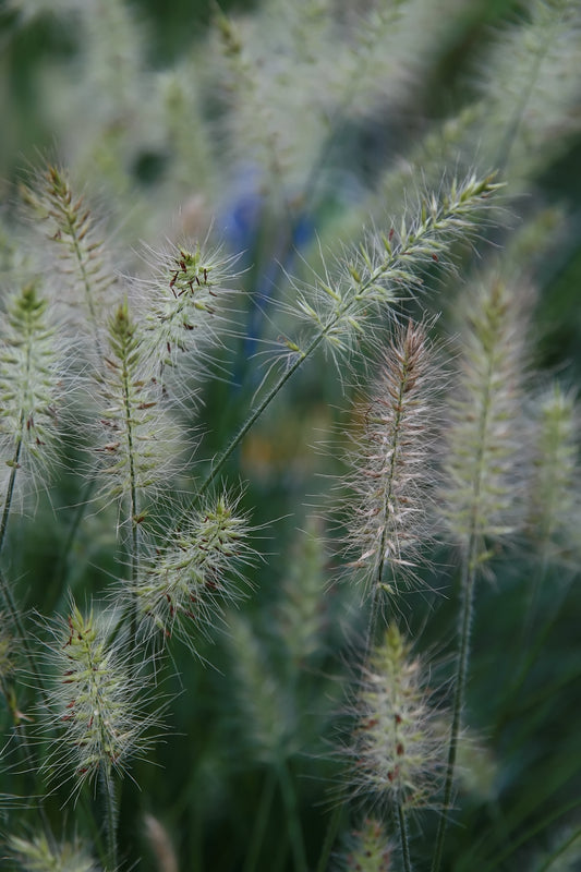 Fountain Grass ‘Little Bunny’