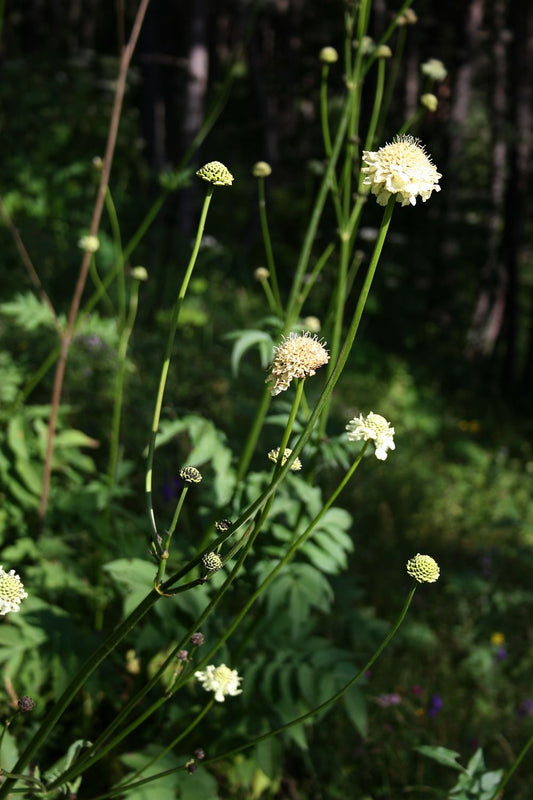 Giant Yellow Pincushion