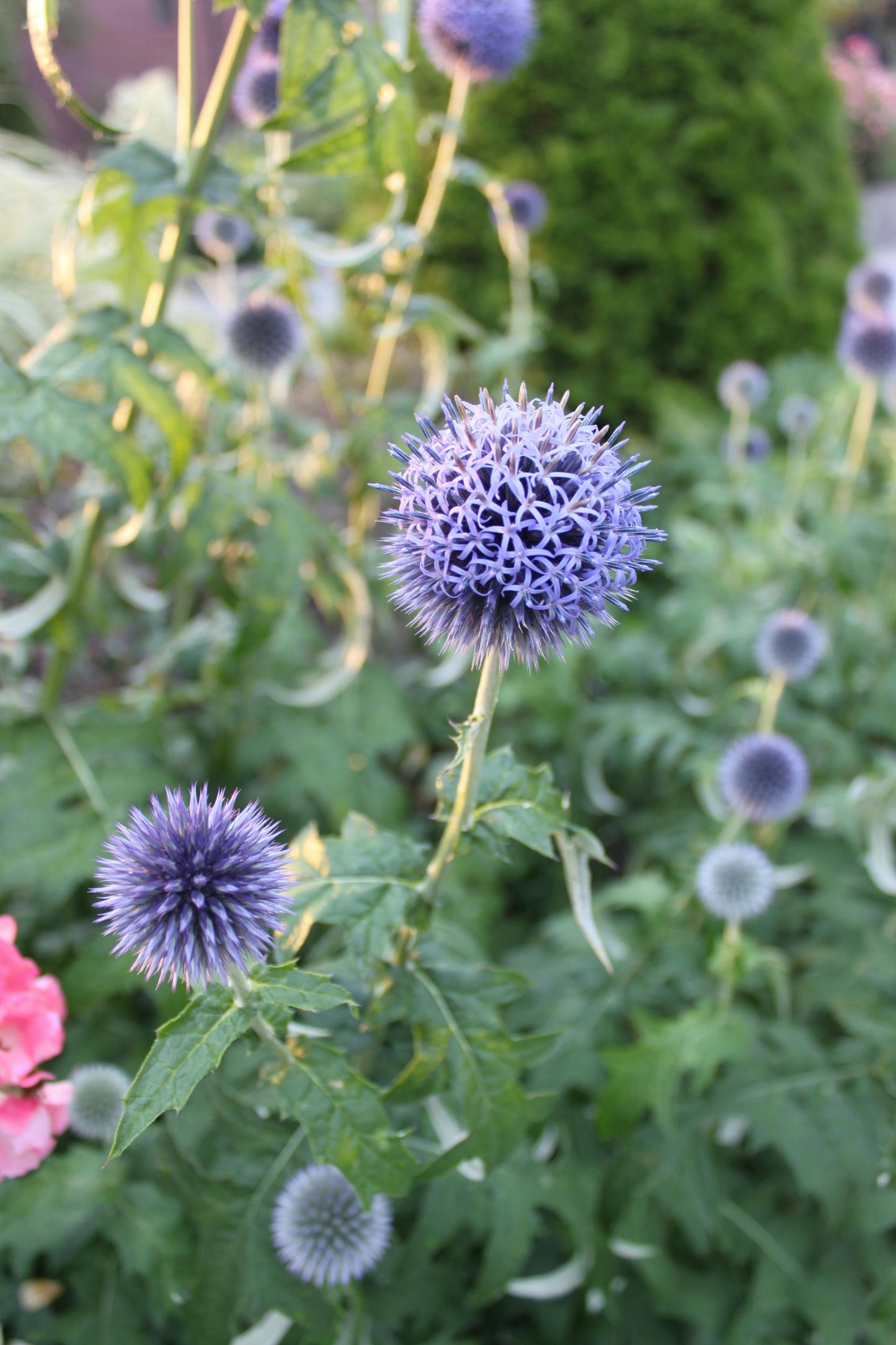 Globe Thistle ‘Platinum Blue’