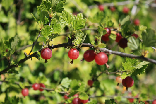 Gooseberry ‘Hinnomaki Red‘