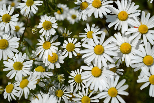 Hungarian Chamomile