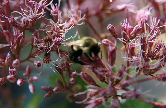 Joe Pye Weed ‘Gateway’