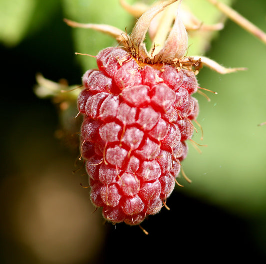 Loganberry