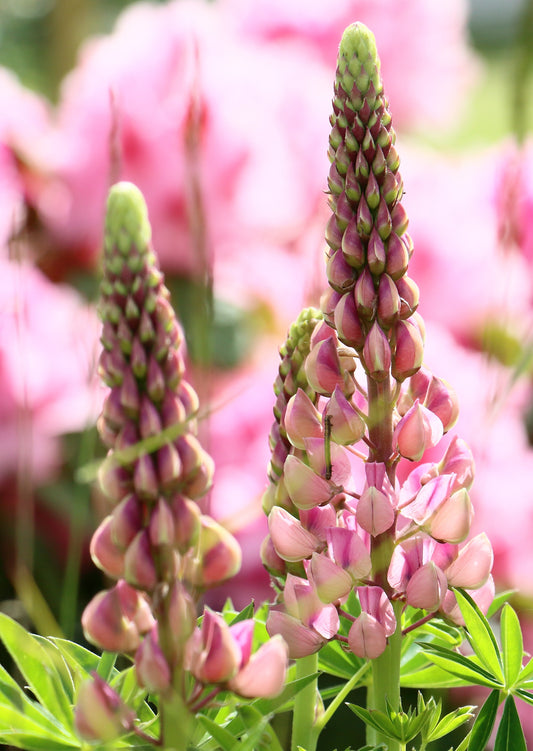 Lupin 'Gallery Pink'