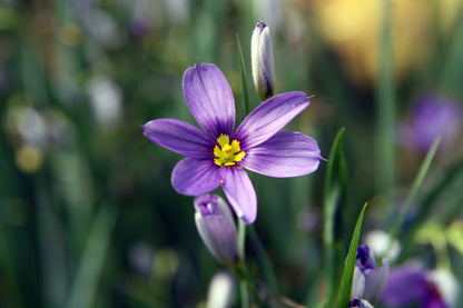 Narrowleaf Blue-Eyed Grass