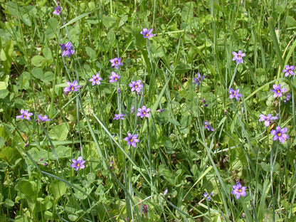 Narrowleaf Blue-Eyed Grass