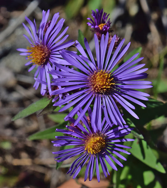 New England Aster