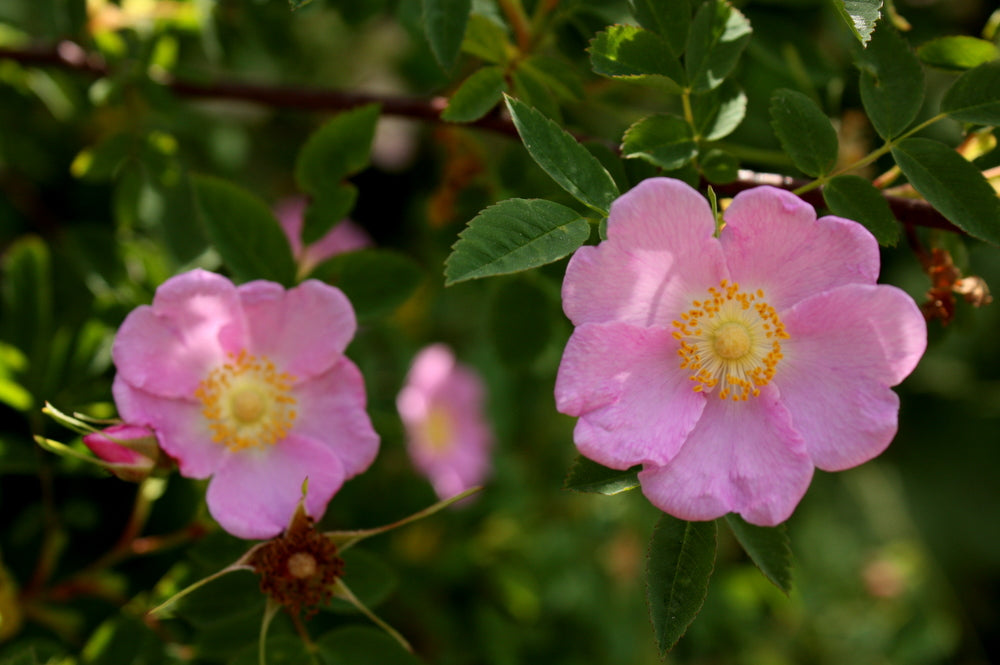 Nootka Rose