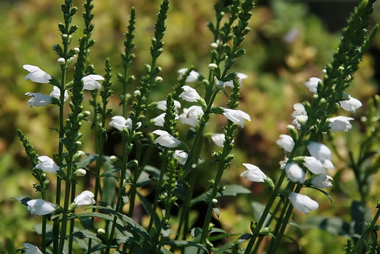 Obedient Plant ‘Miss Manners’