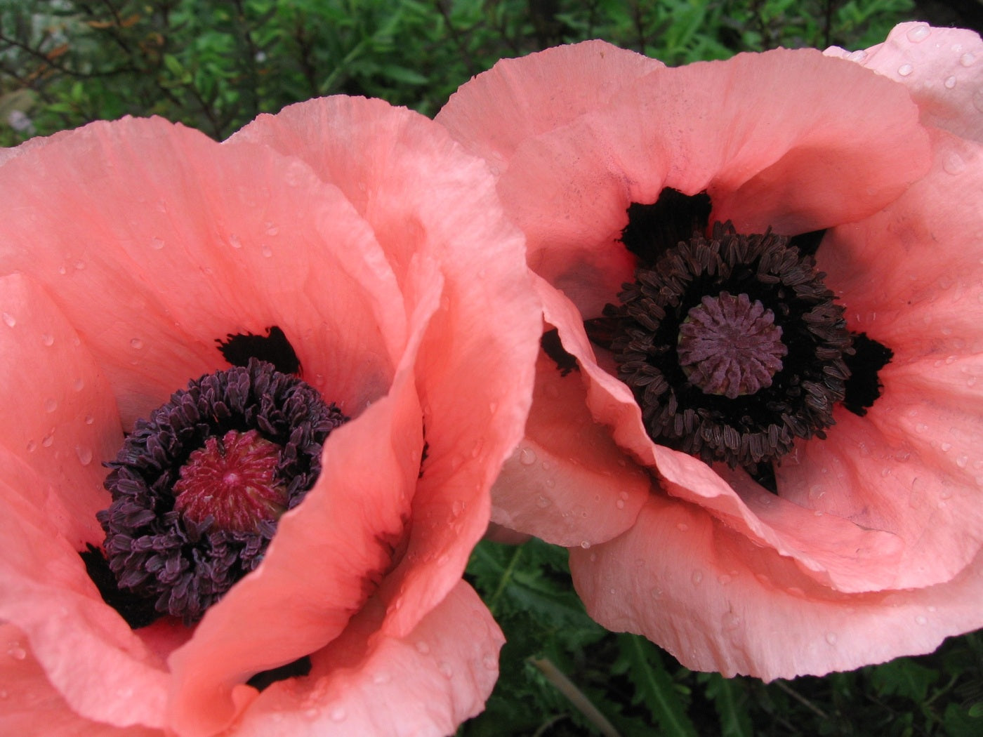 Oriental Poppy ‘Princess Victoria Louise’