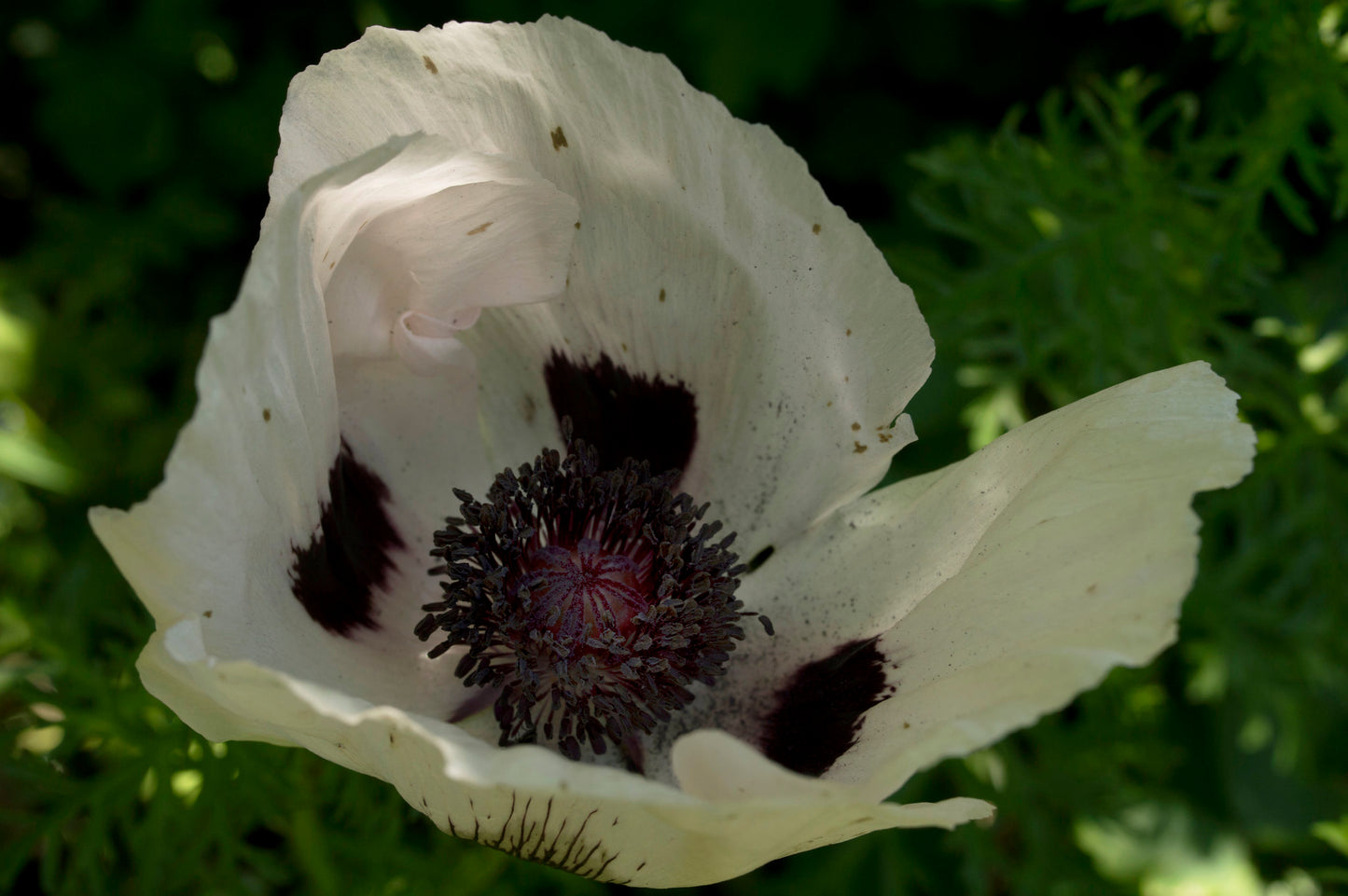 Oriental Poppy ‘Royal Wedding’