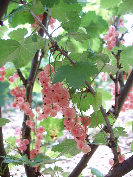 Currant Pink Champagne