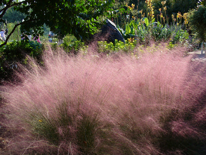 Pink Muhly Grass