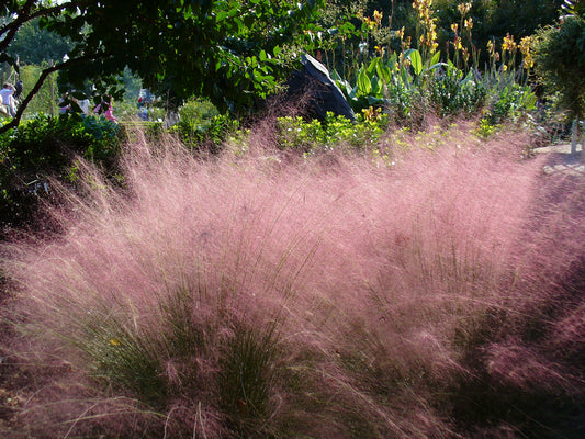 Pink Muhly Grass